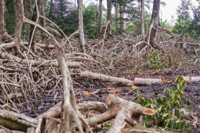 mangrove (1)