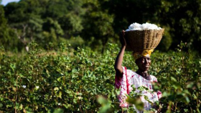 paysan-agriculteur-coton-champ